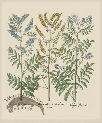 Besler 273 Colored  B2